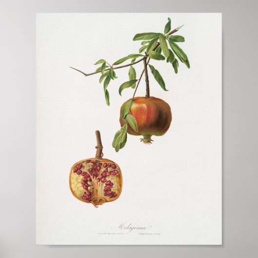 Vintage botanische Illustration Poster (Vorne)
