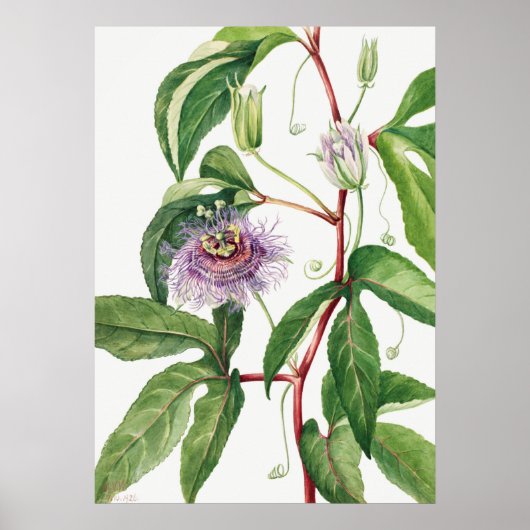 Vintage botanische Illustration Poster (Vorne)