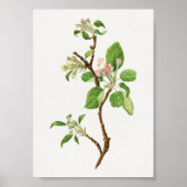 Vintage botanische Illustration Poster (Vorne)
