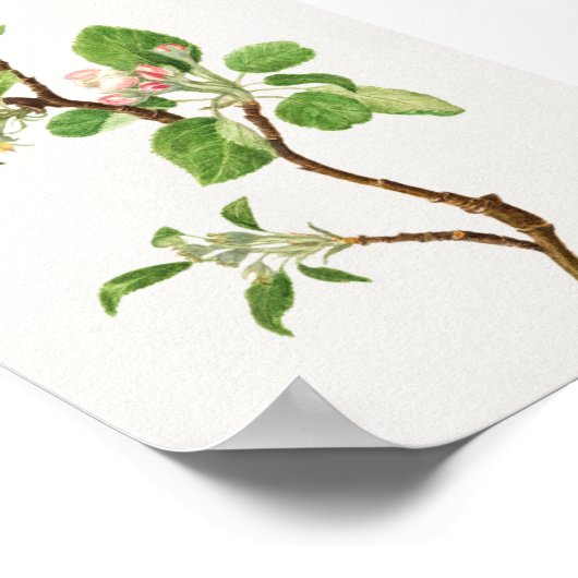 Vintage botanische Illustration Poster (Ecke)