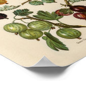 Vintage botanische Illustration Poster (Ecke)