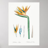 Vintage botanische Illustration Poster (Vorne)