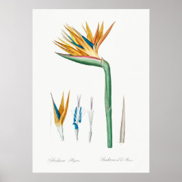 Vintage botanische Illustration Poster