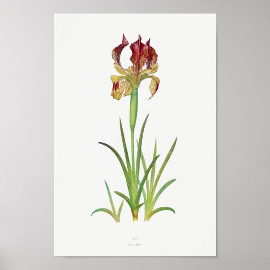 Vintage botanische Illustration Poster (Vorne)