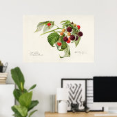 Vintage botanische Illustration Poster (Heimbüro)