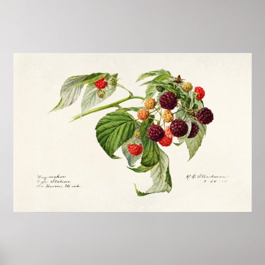 Vintage botanische Illustration Poster (Vorne)
