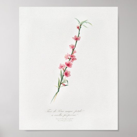 Vintage botanische Illustration Poster (Vorne)
