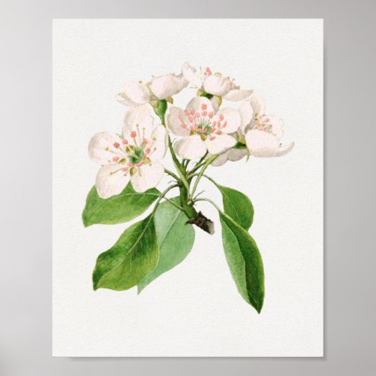 Vintage botanische Illustration Poster (Vorne)