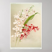 Vintage botanische Illustration Poster (Vorne)