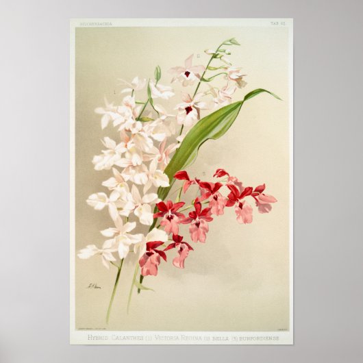 Vintage botanische Illustration Poster (Vorne)