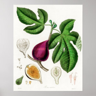 Vintage botanische Illustration Poster
