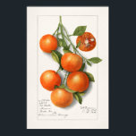 Vintage botanische Illustration Poster<br><div class="desc">Vintage Beschreibung der Pflanze</div>