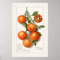Vintage botanische Illustration