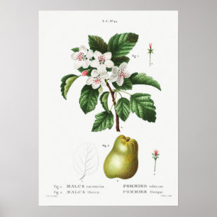 Vintage botanische Illustration Poster