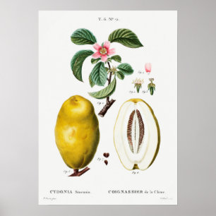 Vintage botanische Illustration Poster