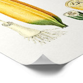 Vintage botanische Illustration Poster (Ecke)