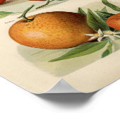 Vintage botanische Illustration Poster (Ecke)