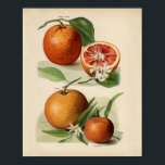 Vintage botanische Illustration Poster<br><div class="desc">Vintage Beschreibung der Pflanze</div>