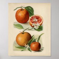 Vintage botanische Illustration