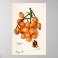 Vintage botanische Illustration