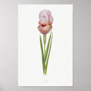 Vintage botanische Illustration Poster