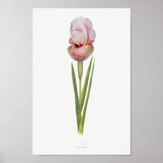 Vintage botanische Illustration Poster (Vorne)