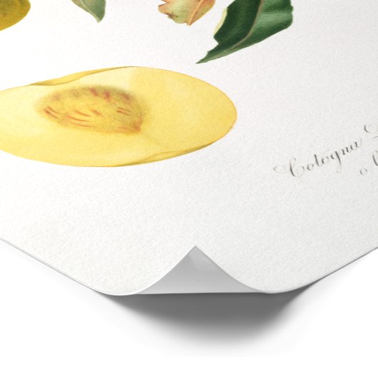 Vintage botanische Illustration Poster (Ecke)