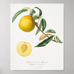 Vintage botanische Illustration Poster