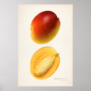 Vintage botanische Illustration Poster