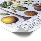 Vintage botanische Illustration Poster (Ecke)