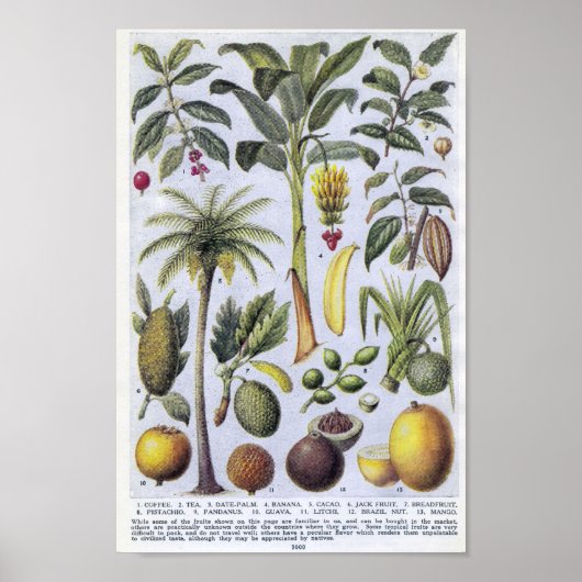 Vintage botanische Illustration Poster (Vorne)