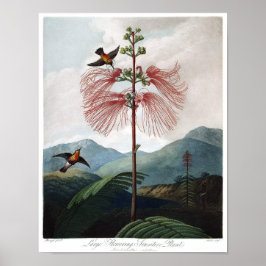 Vintage botanische Illustration Poster