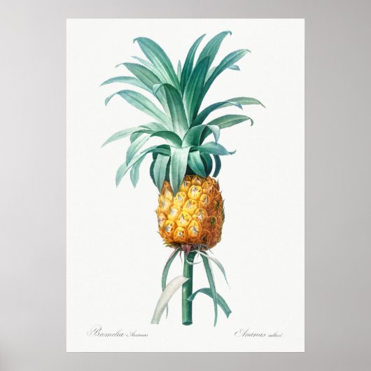 Vintage botanische Illustration Poster (Vorne)