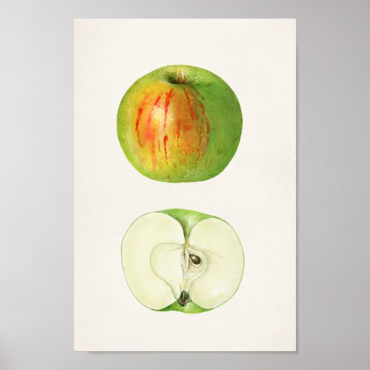 Vintage botanische Illustration Poster (Vorne)