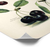 Vintage botanische Illustration Poster (Ecke)