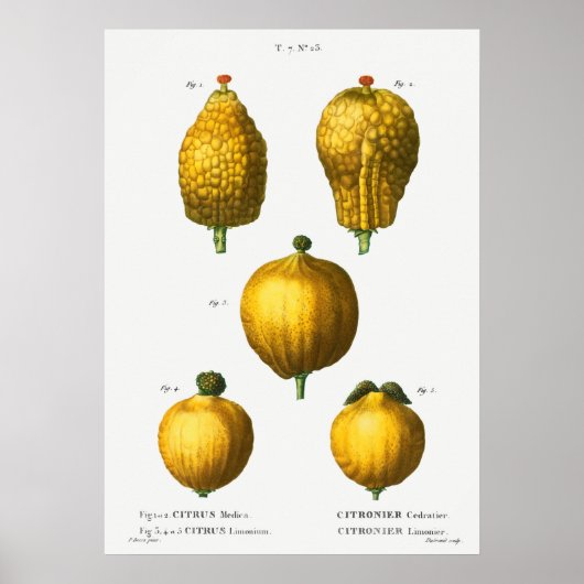 Vintage botanische Illustration Poster (Vorne)