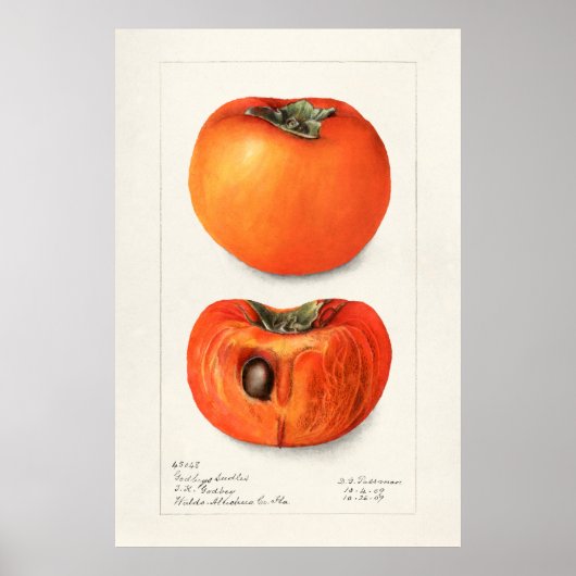 Vintage botanische Illustration Poster (Vorne)