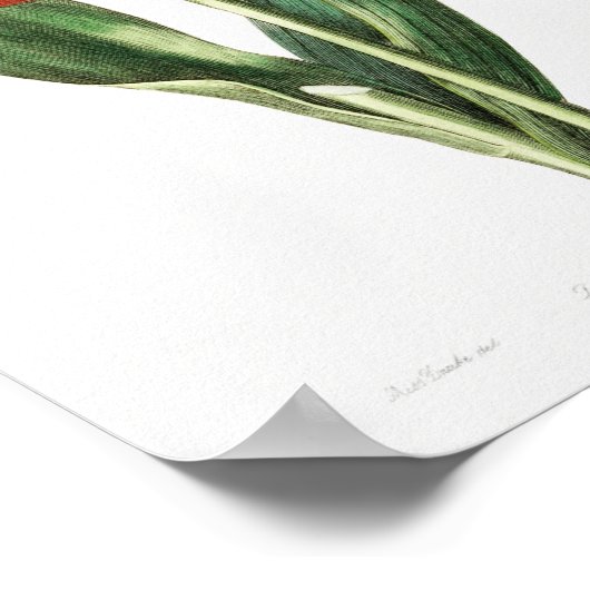 Vintage botanische Illustration Poster (Ecke)