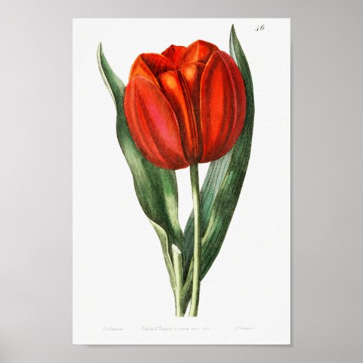 Vintage botanische Illustration Poster (Vorne)