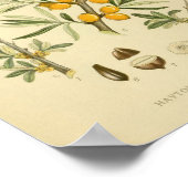 Vintage botanische Illustration Poster (Ecke)