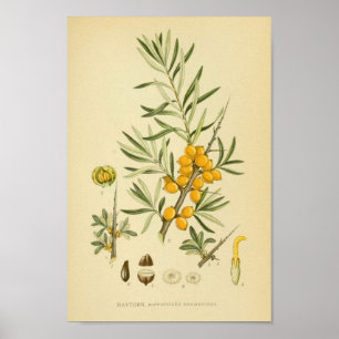 Vintage botanische Illustration Poster