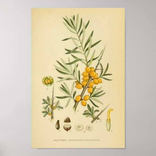 Vintage botanische Illustration Poster (Vorne)
