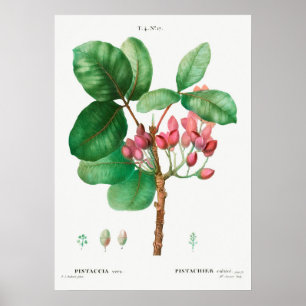 Vintage botanische Illustration Poster