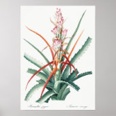 Vintage botanische Illustration Poster (Vorne)