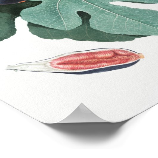 Vintage botanische Illustration Poster (Ecke)