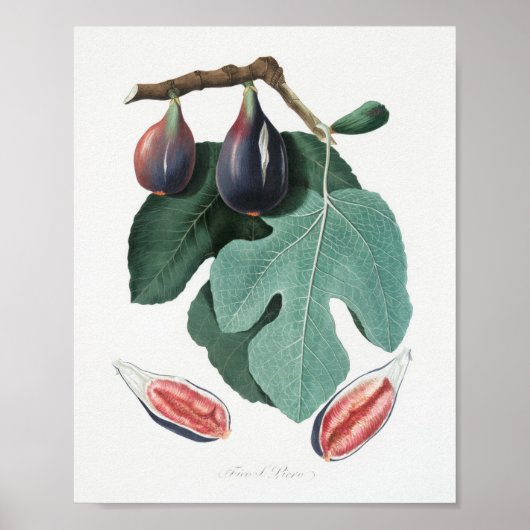 Vintage botanische Illustration Poster (Vorne)