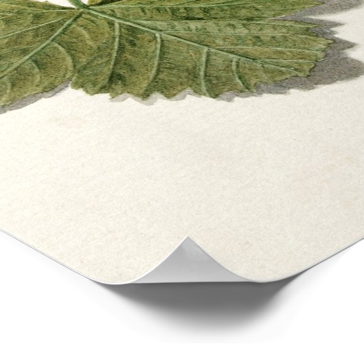 Vintage botanische Illustration Poster (Ecke)