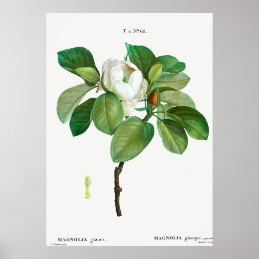 Vintage botanische Illustration Poster (Vorne)