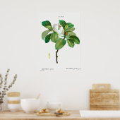 Vintage botanische Illustration Poster (Küche)