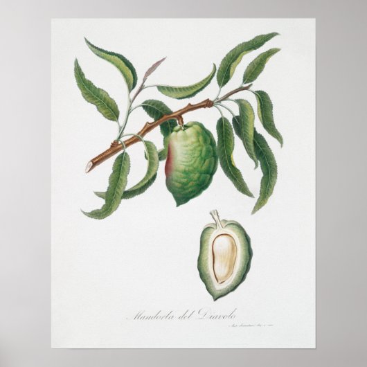Vintage botanische Illustration Poster (Vorne)